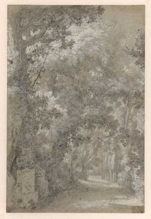 view-of-a-park-with-tall-trees
