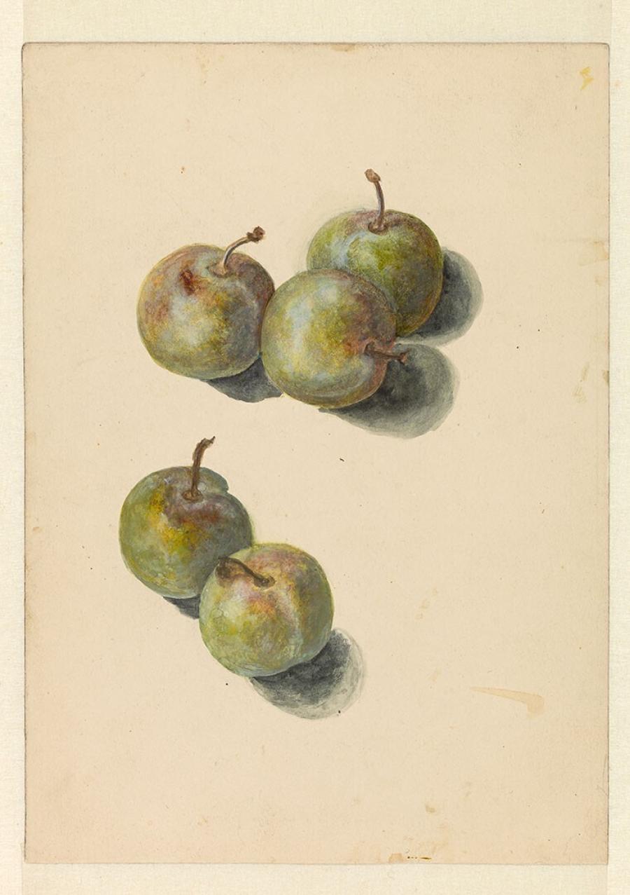Studieblad met vijf pruimen