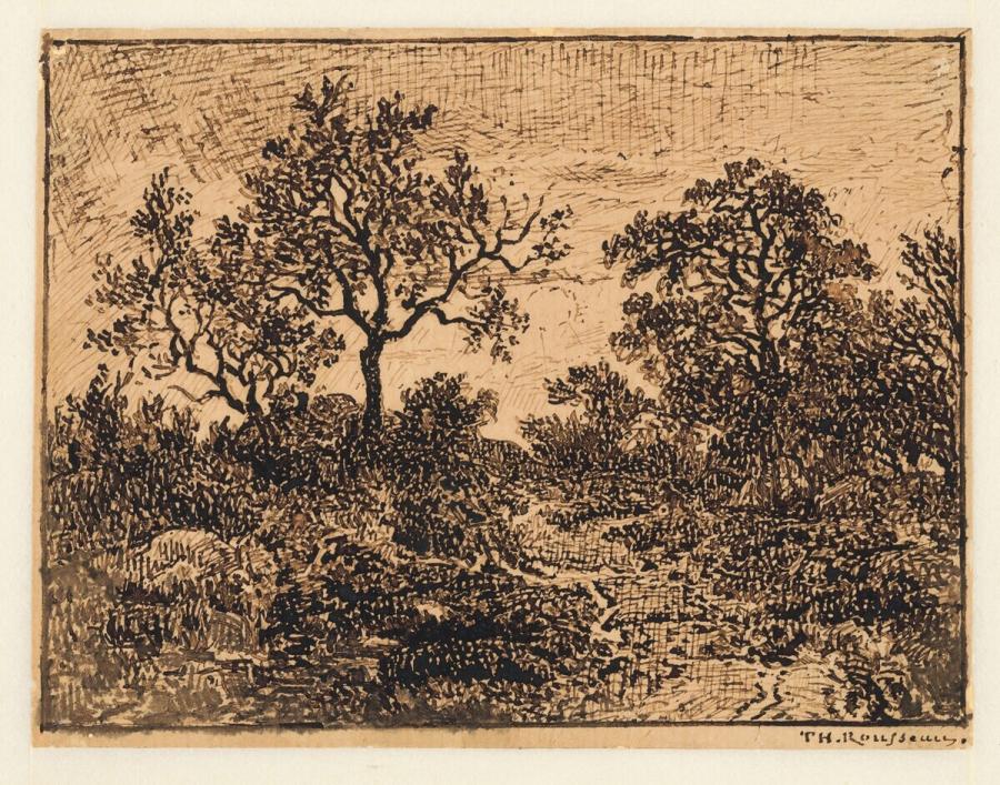 Forest View in Fontainebleau