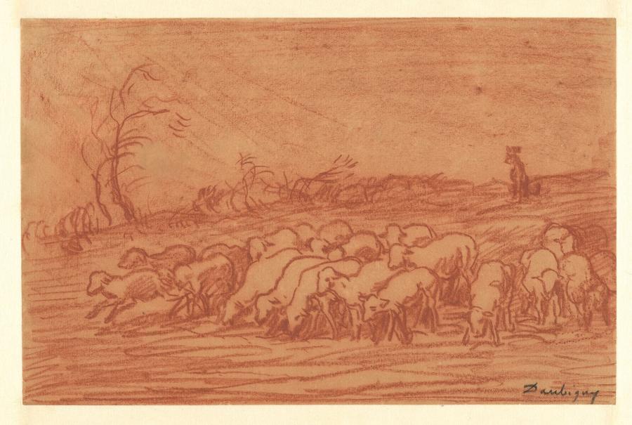 Kudde schapen in een landschap