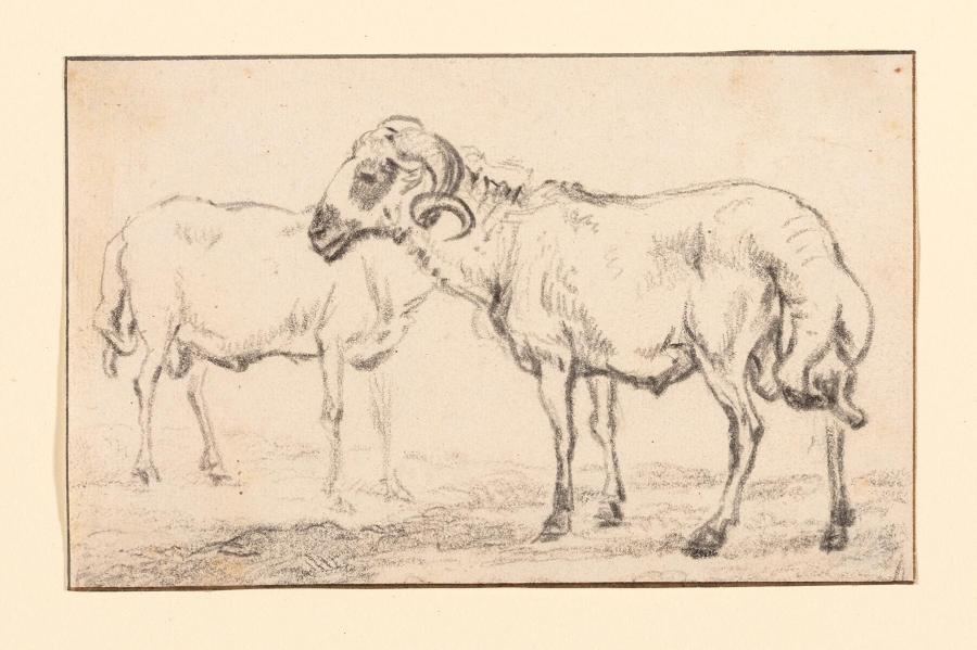 Twee staande schapen