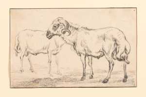 twee-staande-schapen