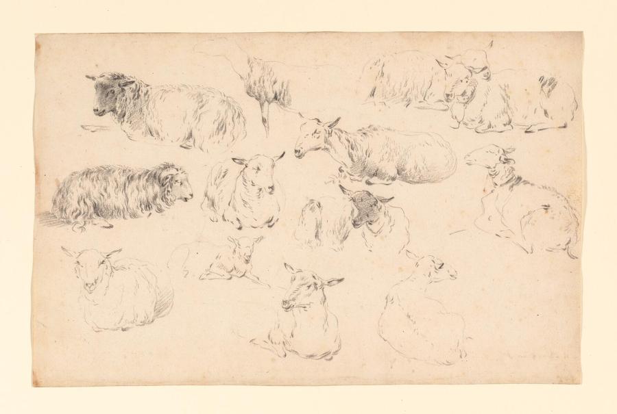 Studies van liggende schapen