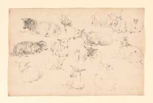 studies-van-liggende-schapen