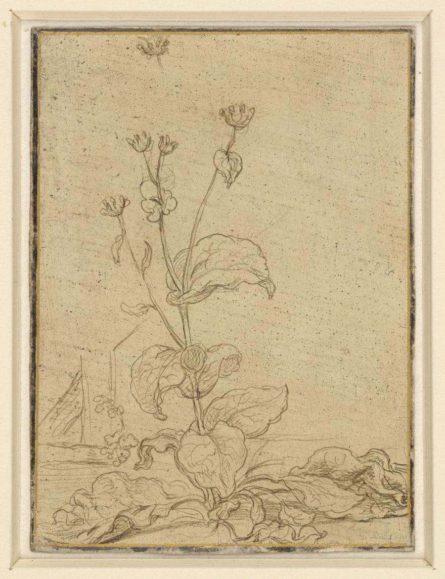 Study of a Tobacco Plant