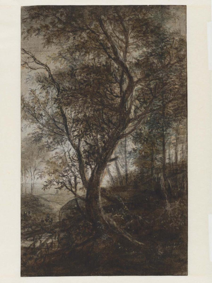 Forest View