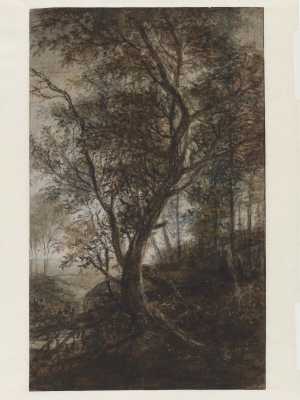 forest-view