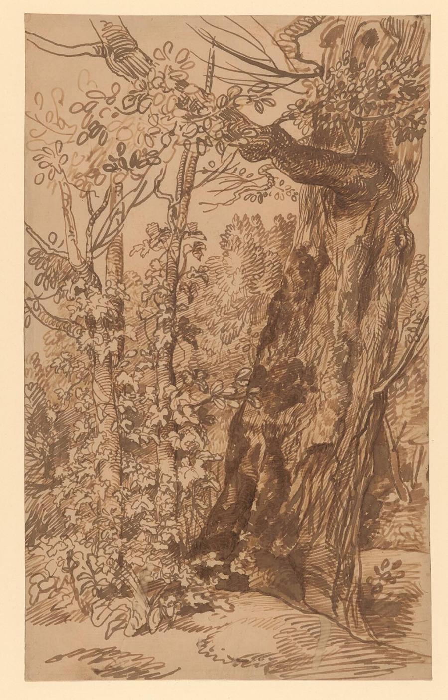 Study of a Tree