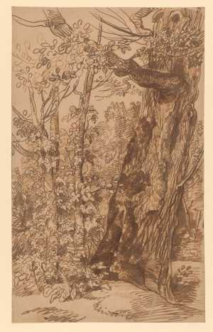 study-of-a-tree
