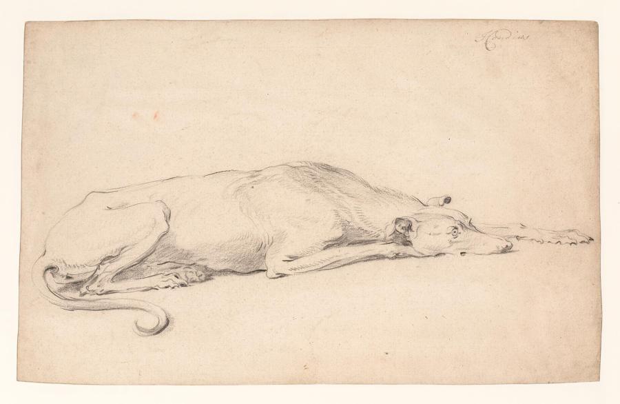 Lying Greyhound Facing Right