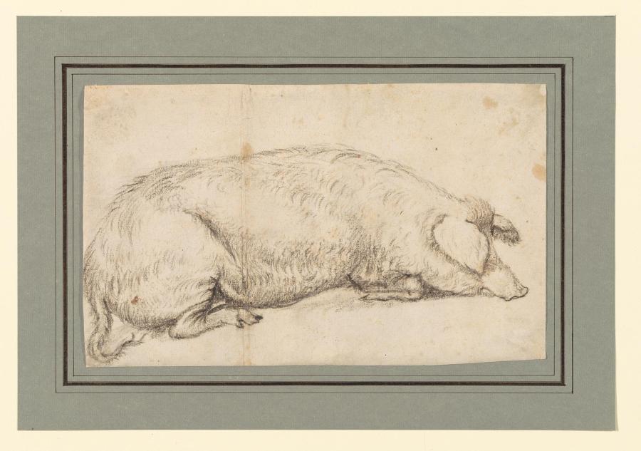 Lying Pig