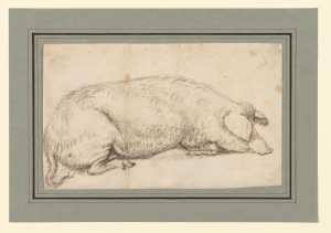 lying-pig