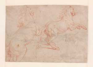 twee-paarden-in-de-levade