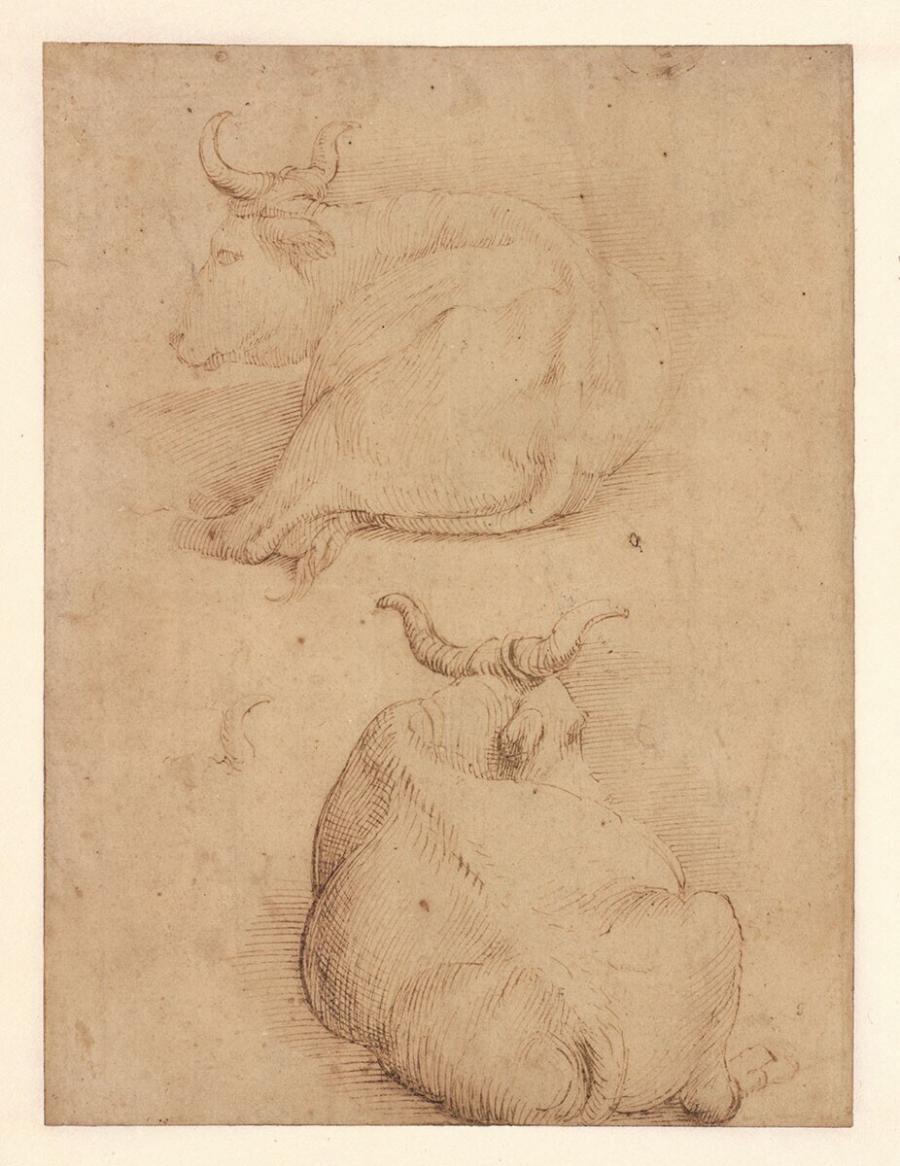 Twee studies van koeien