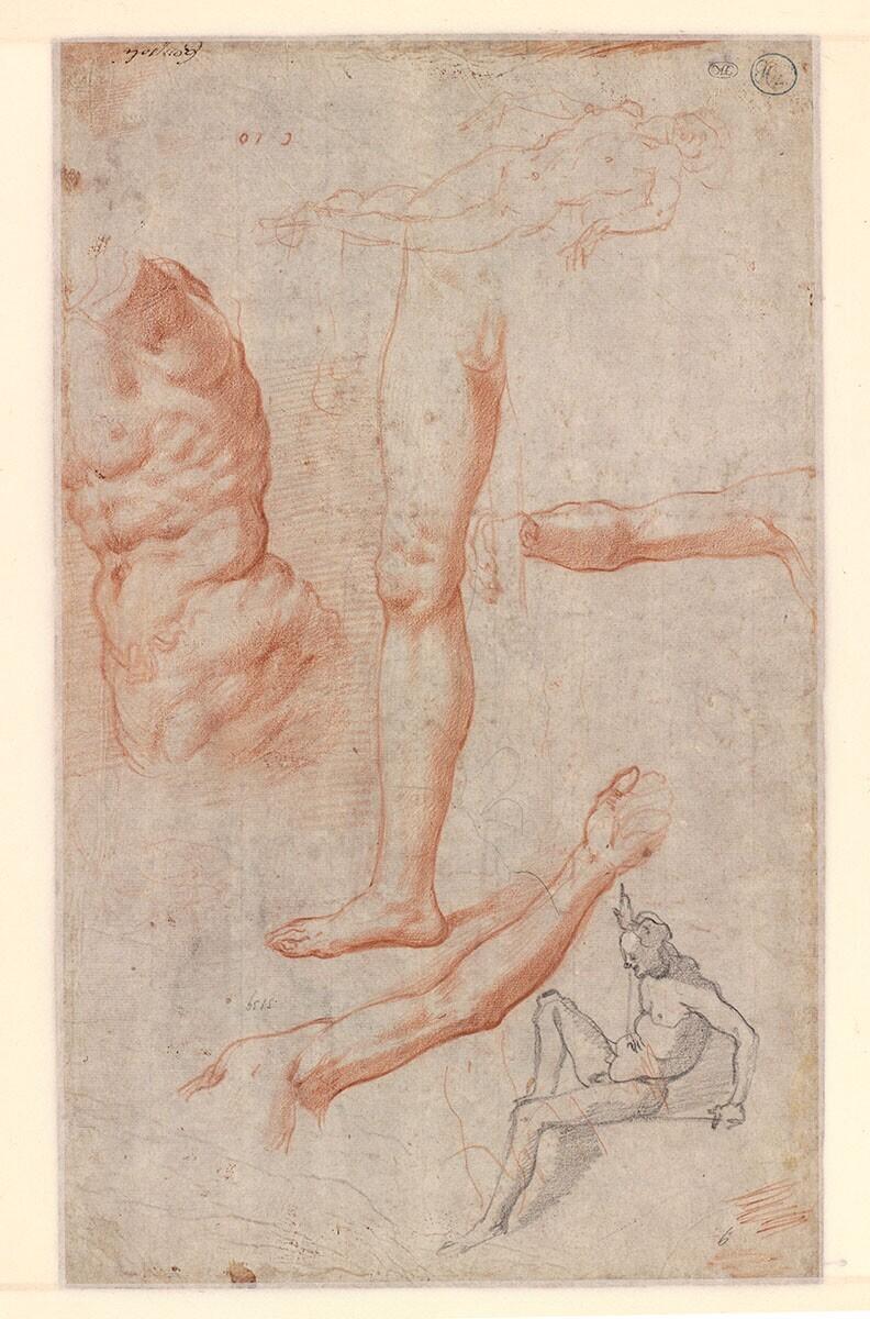 Anatomical Studies