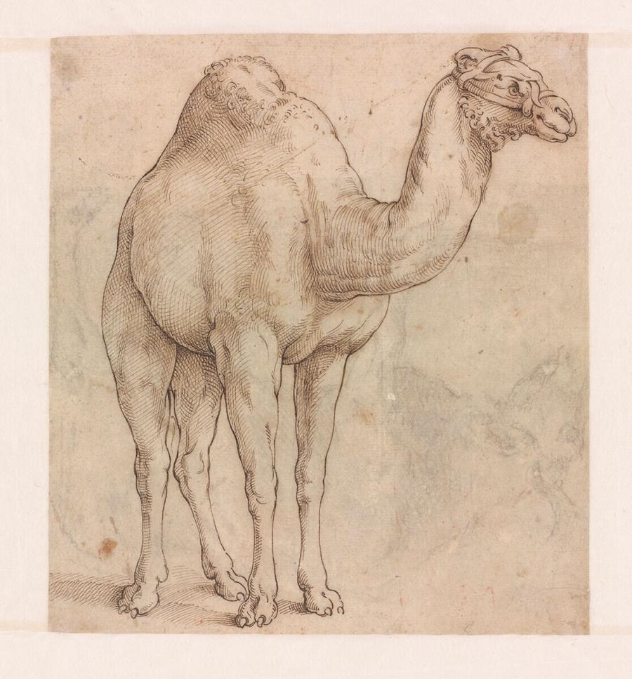 Study of a Dromedary