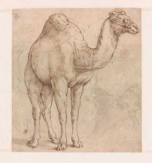 study-of-a-dromedary