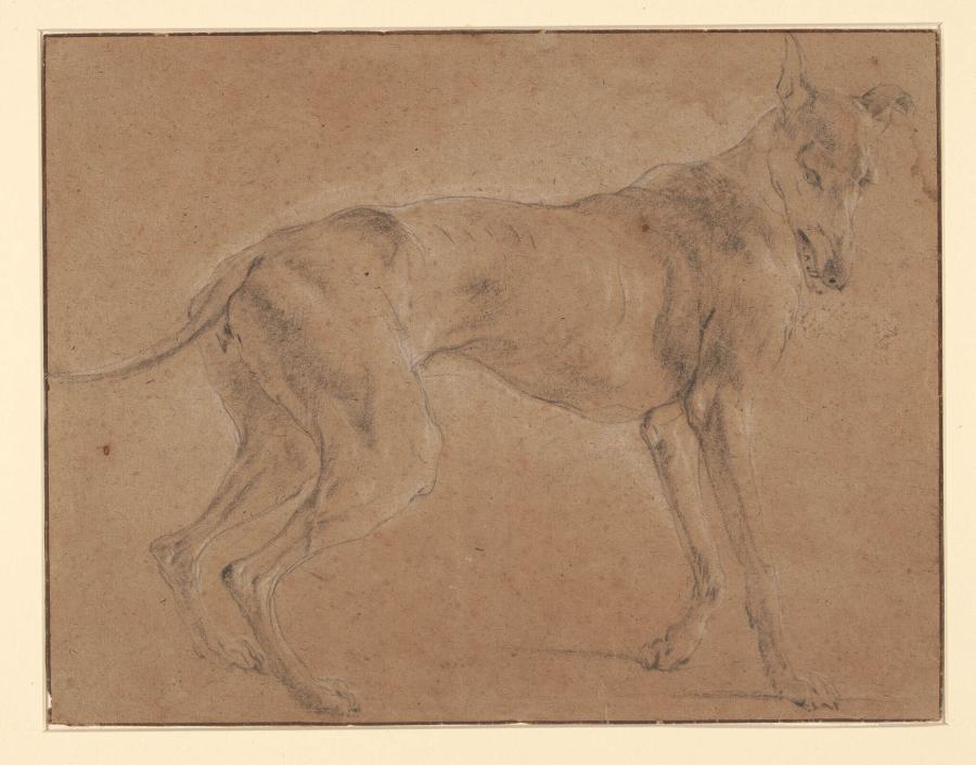 Een hazewindhond, staande, naar rechts gewend
