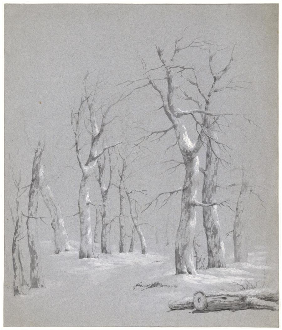 Study of Trees, Winter Scene in the Hague Forest