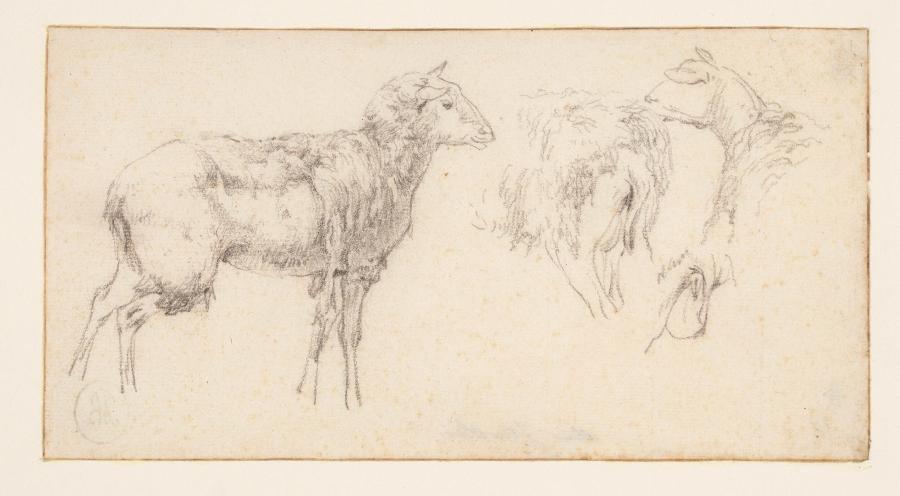 Een blad met een staand schaap en drie gedeelten van een schaap