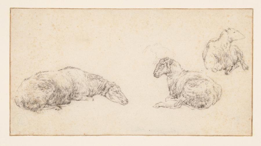 A Sheet with Three Sketches of a Lying Sheep