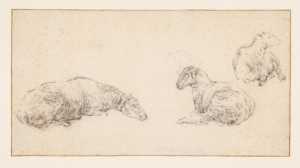 a-sheet-with-three-sketches-of-a-lying-sheep