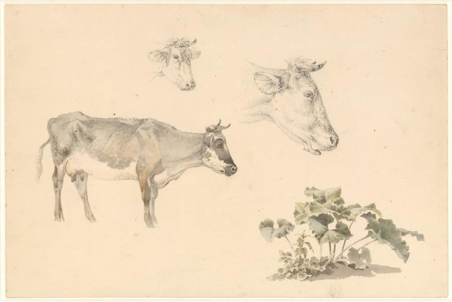 Studies van koeien en een plant, mogelijk vervaardigd in het dorpje Beek bij Nijmegen (provincie Gelderland)