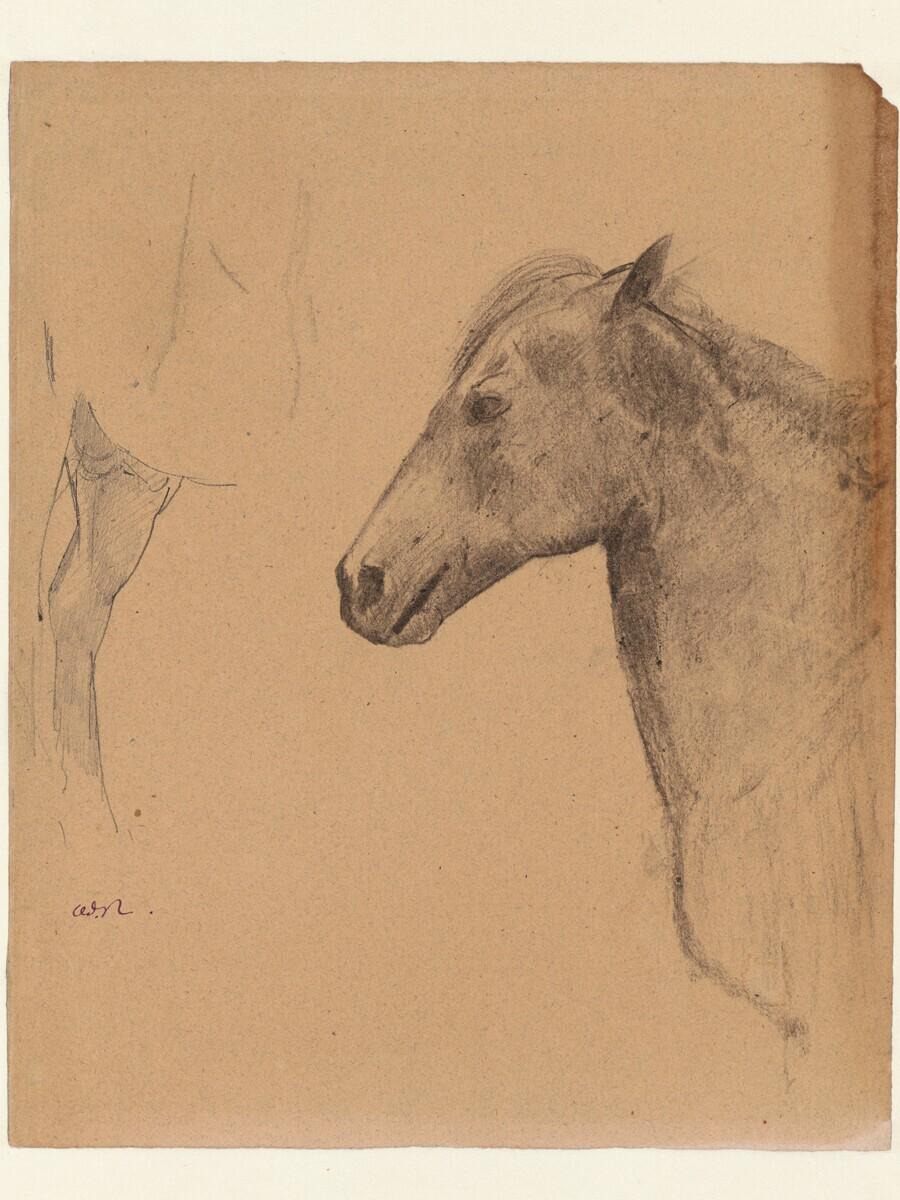 Schets van een paardenhoofd en -been