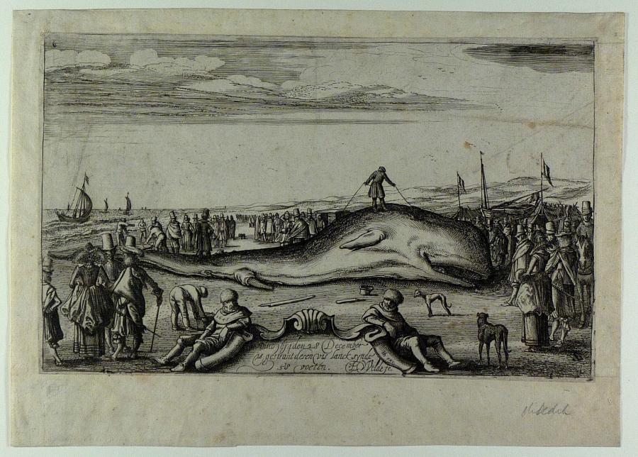 De gestrande potvis bij Noordwijk op 28 december 1614