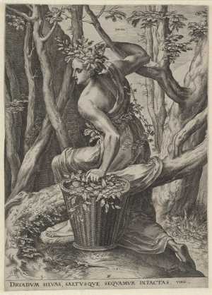 dryas