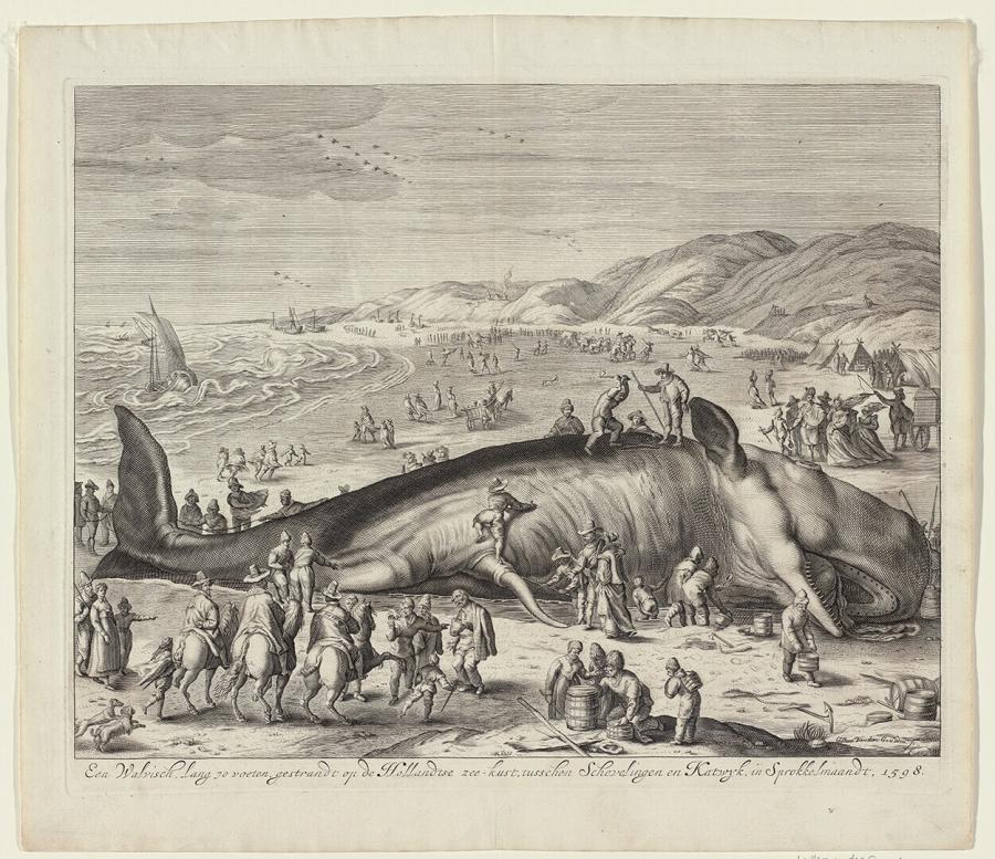 A Sperm Whale Beached near Berkhey on 3 February 1598