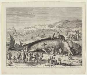 a-sperm-whale-beached-near-berkhey-on-3-february-1598