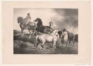 horse-studies