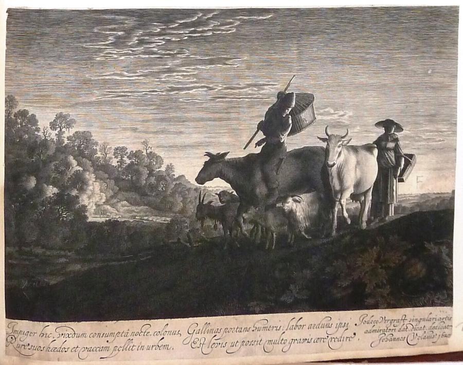De witte koe