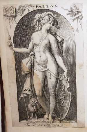 pallas