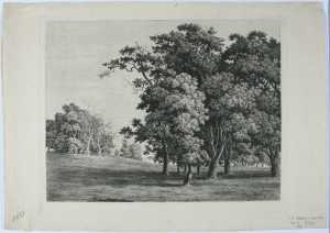 landscape-with-trees
