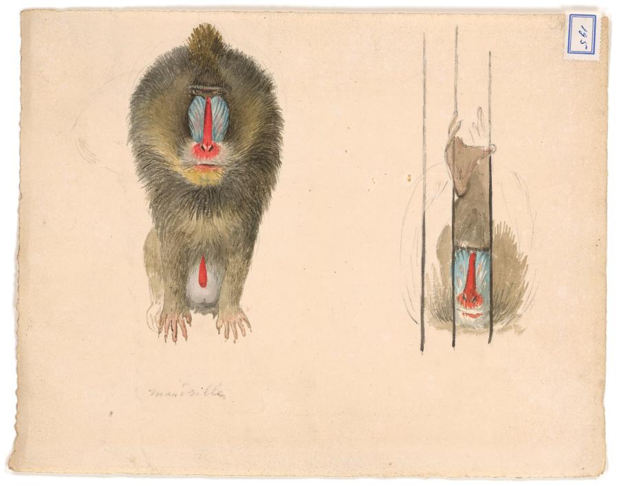 Twee studies van een mandril