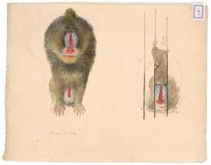 twee-studies-van-een-mandril