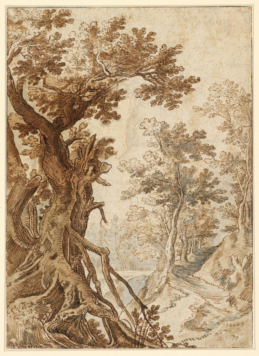 Boslandschap met oude boom