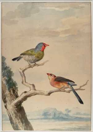 melba-astrilde-pytilia-melba-uit-afrika-boven-niet-gedetermineerde-vogel-onder