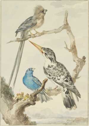 indigo-gors-passerina-cyanea-links-bonte-ijsvogel-ceryle-rudis-rechts-witrug-muisvogel-colius-colius-boven
