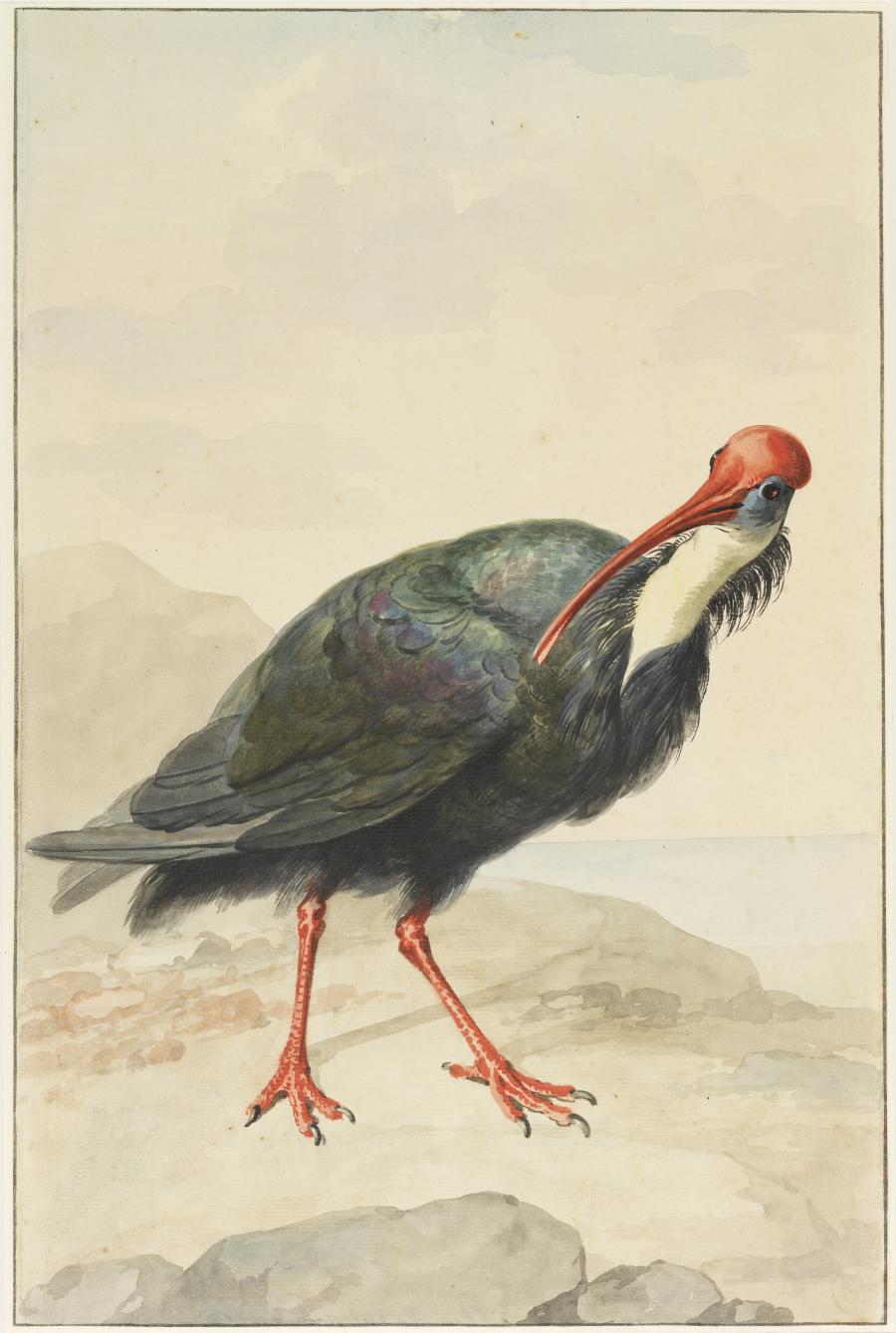 Kaapse Ibis (Geronticus calvus)