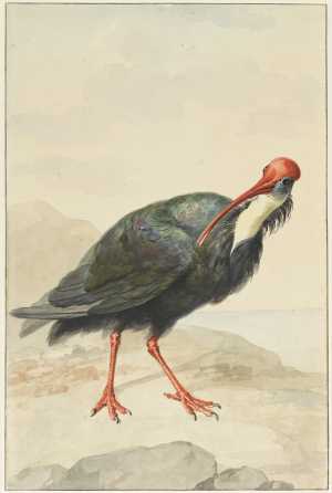 kaapse-ibis-geronticus-calvus