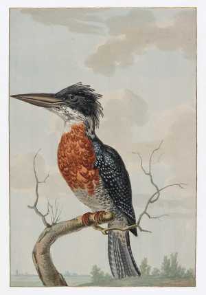 afrikaanse-reuzenijsvogel-megaceryle-maximus