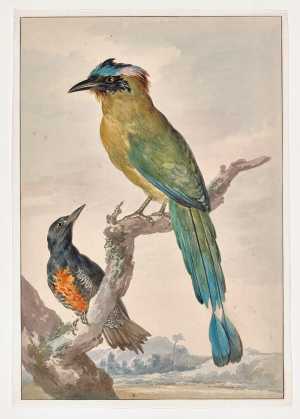 blauwkapmotmot-momotus-momota-boven-geelbrauwspecht-melanerpes-cruentatus-onder