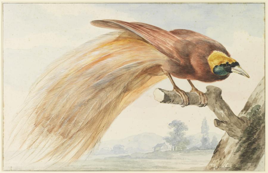 Grote Paradijsvogel (Paradisaea apoda)