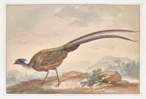 gekuifde-argusfazant-rheinardia-ocellata