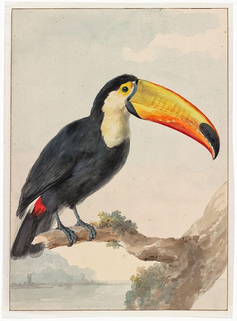 Reuzentoekan (Ramphastos toco)