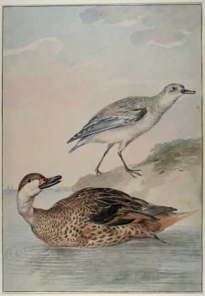 krooneend-netta-rufina-voorgrond-drieteenstrandloper-calidris-alba-achtergrond