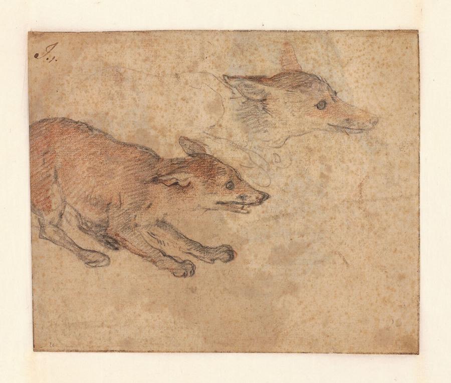 Studies of a Fox